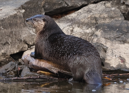 iN PHOTOS: Kamloops river otter caught on camera having carp for lunch