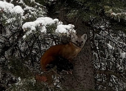 Pine marten delights Australian tourists at SilverStar Mountain Resort