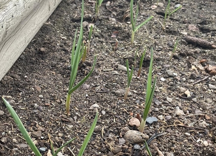 Winter garlic? It's still growing in bizarre Kamloops, Okanagan winter