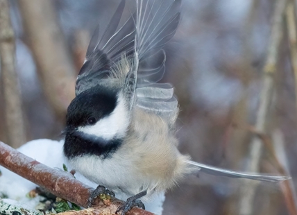 iN PHOTOS: Chickadees cheer up cold winter months in Kamloops, Okanagan