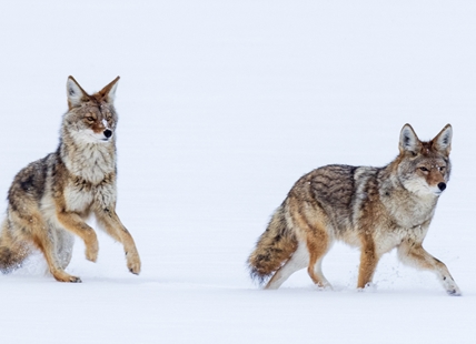 iN PHOTOS: Frolicking coyotes caught on camera near Kamloops