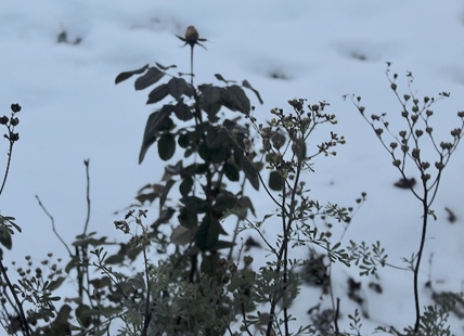 Okanagan growers and gardeners nervous about coming cold snap