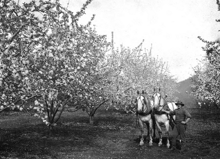 Okanagan’s last major drought left food on ground to rot during Great Depression