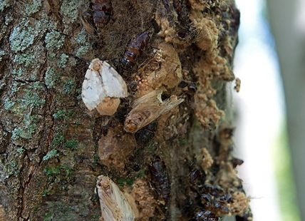 Aerial spraying for destructive, invasive moth scheduled for Kamloops, West Kelowna