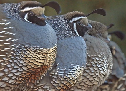 iN PHOTOS: Chilly quail fluff up for warmth during Okanagan deep freeze