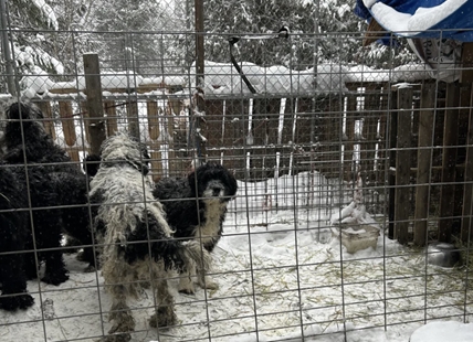 Seven dogs rescued from North Okanagan backyard breeder