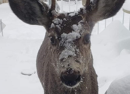 iN PHOTOS: Different kinds of creatures spotted in snow in Kamloops, Okanagan