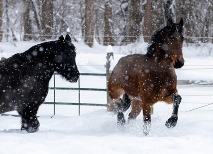 iN PHOTOS: Animals making the best of a snowy situation in Kamloops, Okanagan