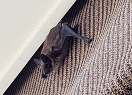 Look out for bats in your blinds in Okanagan, Similkameen