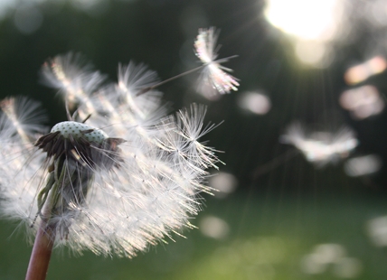 Kelowna farmer wants to grow dandelions and other plants