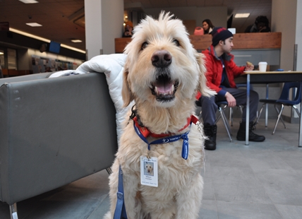 Furry friends help students at Okanagan College manage stress