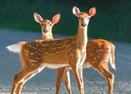 Vernon mom has had enough with deer carnage on Highway 6