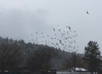 iN VIDEO: Dynamic flock of starlings livens up grey sky in Kamloops