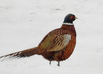 iN PHOTOS: No shortage of winter wildlife in South Okanagan