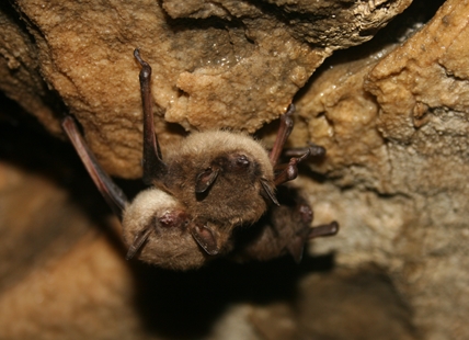 Biologists ask for your help to save Okanagan bats from deadly fungus