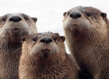 iN PHOTOS: Otters play, roll and snooze on winter day in Shuswap