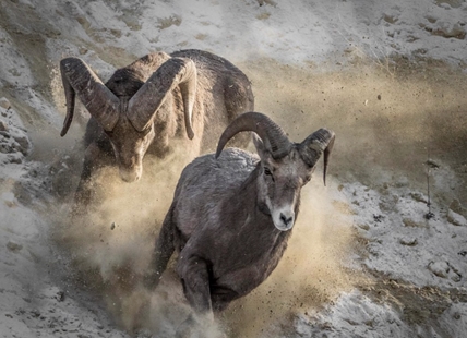 Disease, habitat loss threaten Southern Interior's bighorn sheep population