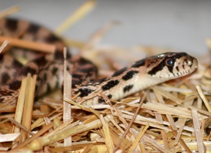 Threatened baby gopher snake saved from Okanagan cold