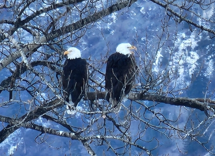 iN VIDEO: Pair of eagles in Penticton appear to have a conversation