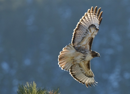 iN PHOTOS: Hawks soar, hunt and feast in Kamloops, Okanagan