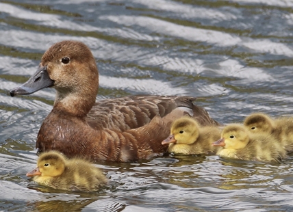 iN PHOTOS: Feathered families splish, splash in Kamloops, Okanagan