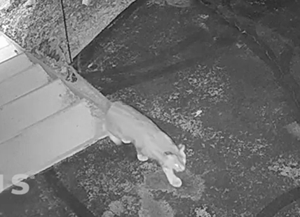 iN VIDEO: Bobcat caught on Penticton doorbell camera