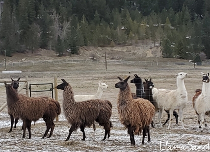 Llama sanctuary rescues four, seeks support for rehabilitation and adoption