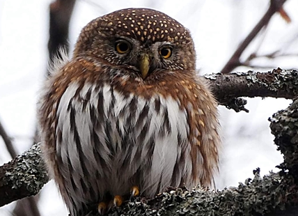 iN PHOTOS: Northern pygmy owls hunting in Kamloops, Okanagan