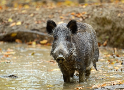 Pigs that escaped during wildfires could cause havoc in Shuswap