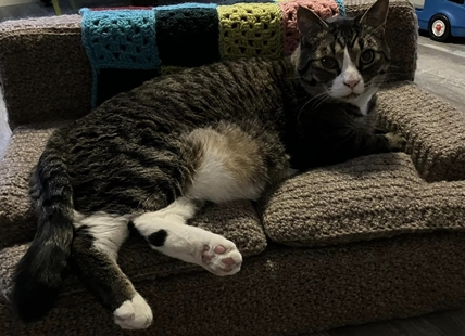 CAT COUCH: Kamloops woman makes 'pawsitively' popular pet accessory