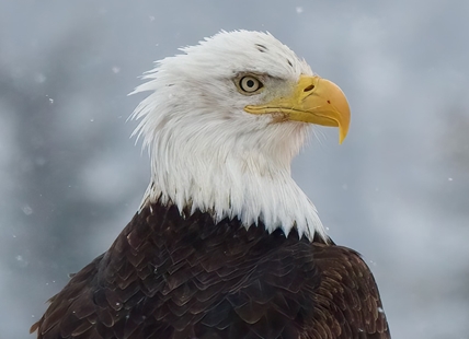 iN PHOTOS: Majestic bald eagles captured on camera in sunshine and snow