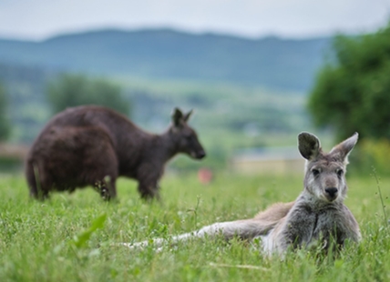 Kelowna's Kangaroo Creek Farm welcomes visitors back for spring break