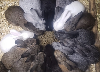 Lake Country rabbit sanctuary facing $75,000 fine for animal neglect