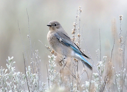 iN PHOTOS: Meadowlarks, bluebirds returning to Okanagan, Kamloops