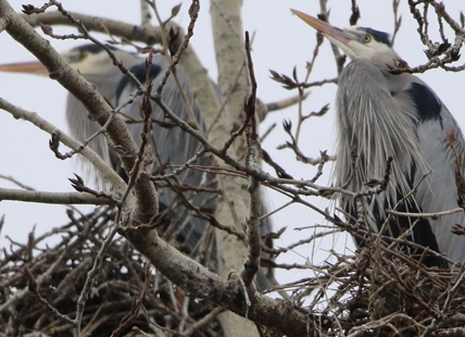 iN PHOTOS: Great blue herons are nesting in Kamloops, Okanagan