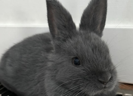 BUNNY POOP: Kamloops bunny berry fertilizer raises money for charity