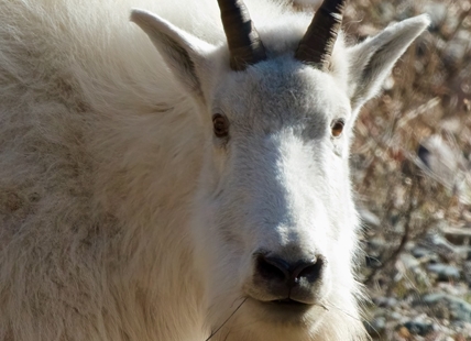 iN PHOTOS: Hardy and majestic mountain goats forage in Kamloops, Okanagan