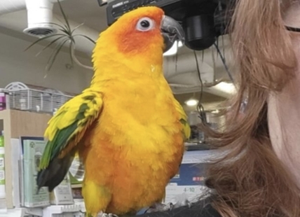 Opie the valuable parrot stolen from a Salmon Arm pet store recovered by staff