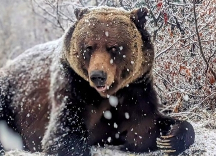 Okanagan First Nations team up with American agencies to restore grizzly bear population