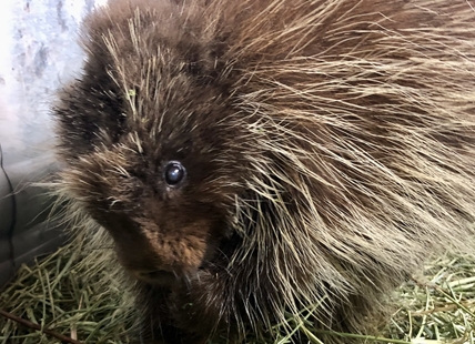 Injured porcupine rescued by Vernon dog walker