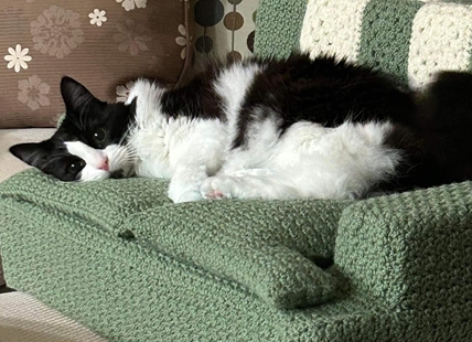 iN PHOTOS: Cats lounge on tiny custom couches made in Kamloops