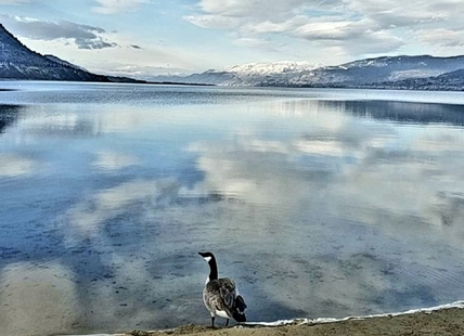 Penticton mourns iconic and friendly goose