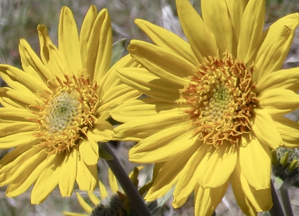 iN PHOTOS: Okanagan sunflowers begin to bloom across Thompson-Okanagan