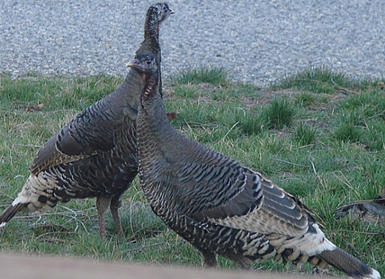 Wild turkey populations are expanding in numbers and range in Okanagan