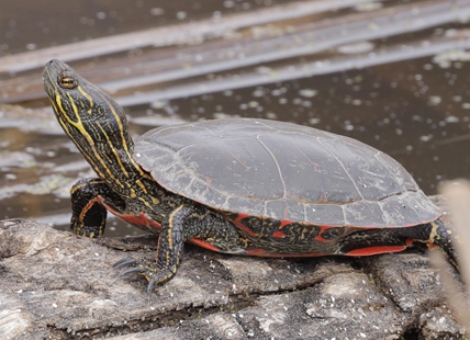 Why protecting what's left of wetlands in Kamloops, Okanagan matters