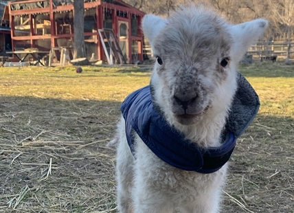 iN PHOTOS: Adorable baby animals in Kamloops, Okanagan