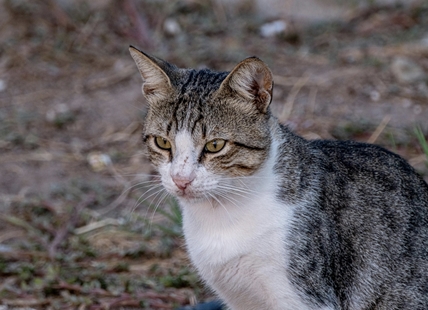 Shuswap llama sanctuary getting ready to welcome cats