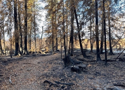 Preserving and protecting Interior forests goal of town hall at UBCO