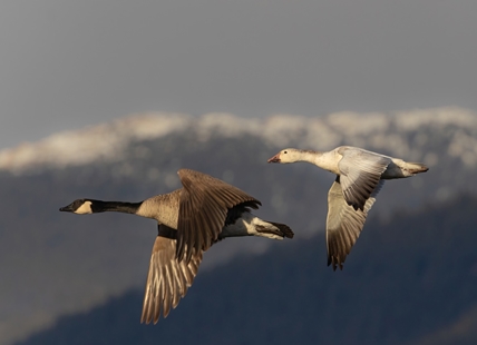 iN VIDEO: Lost snow goose sticks out among Canada geese in West Kelowna