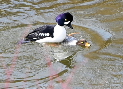 iN PHOTOS: Love is in the air for birds in Kamloops, Okanagan